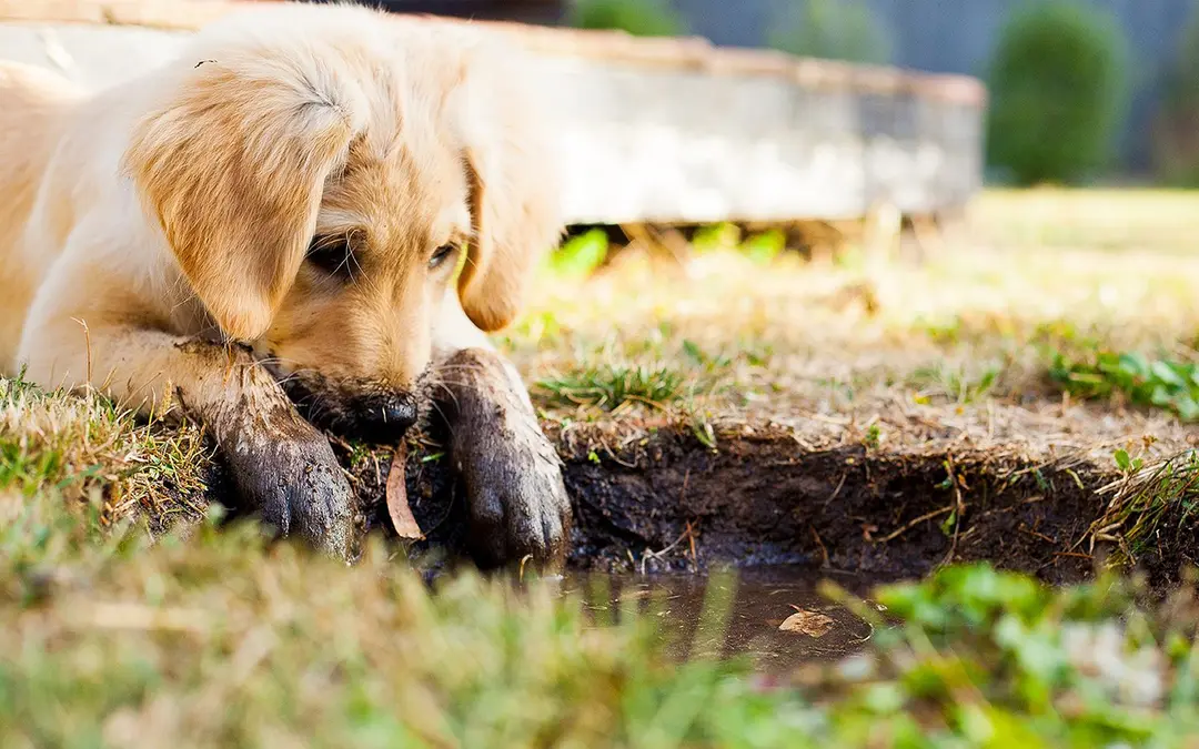 puppy in mud